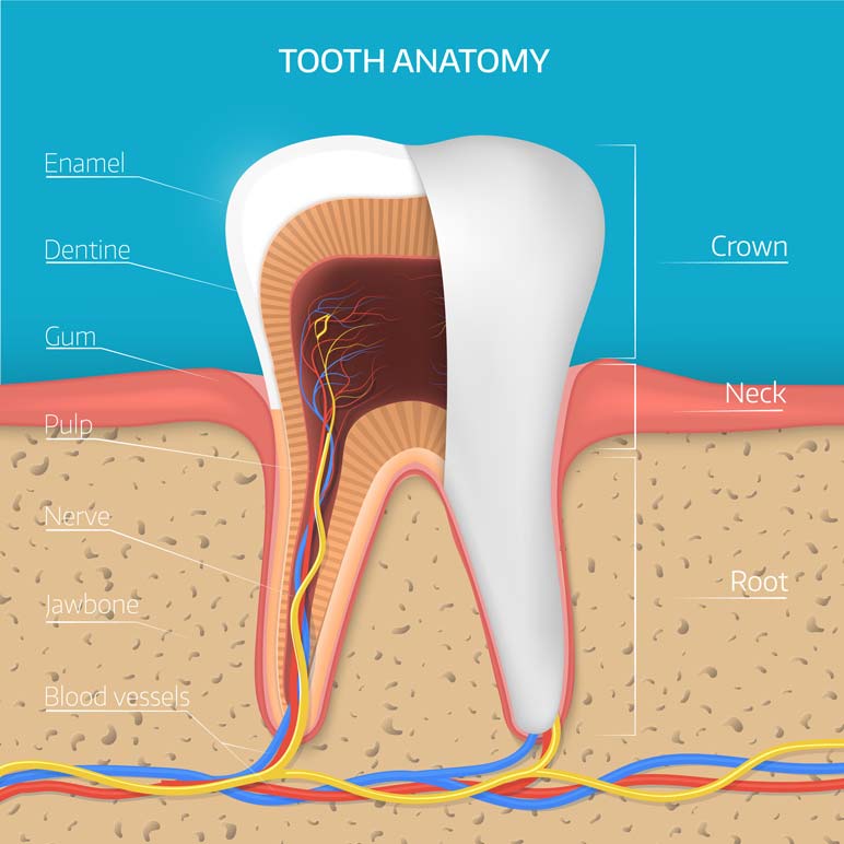 Tooth Anatomy